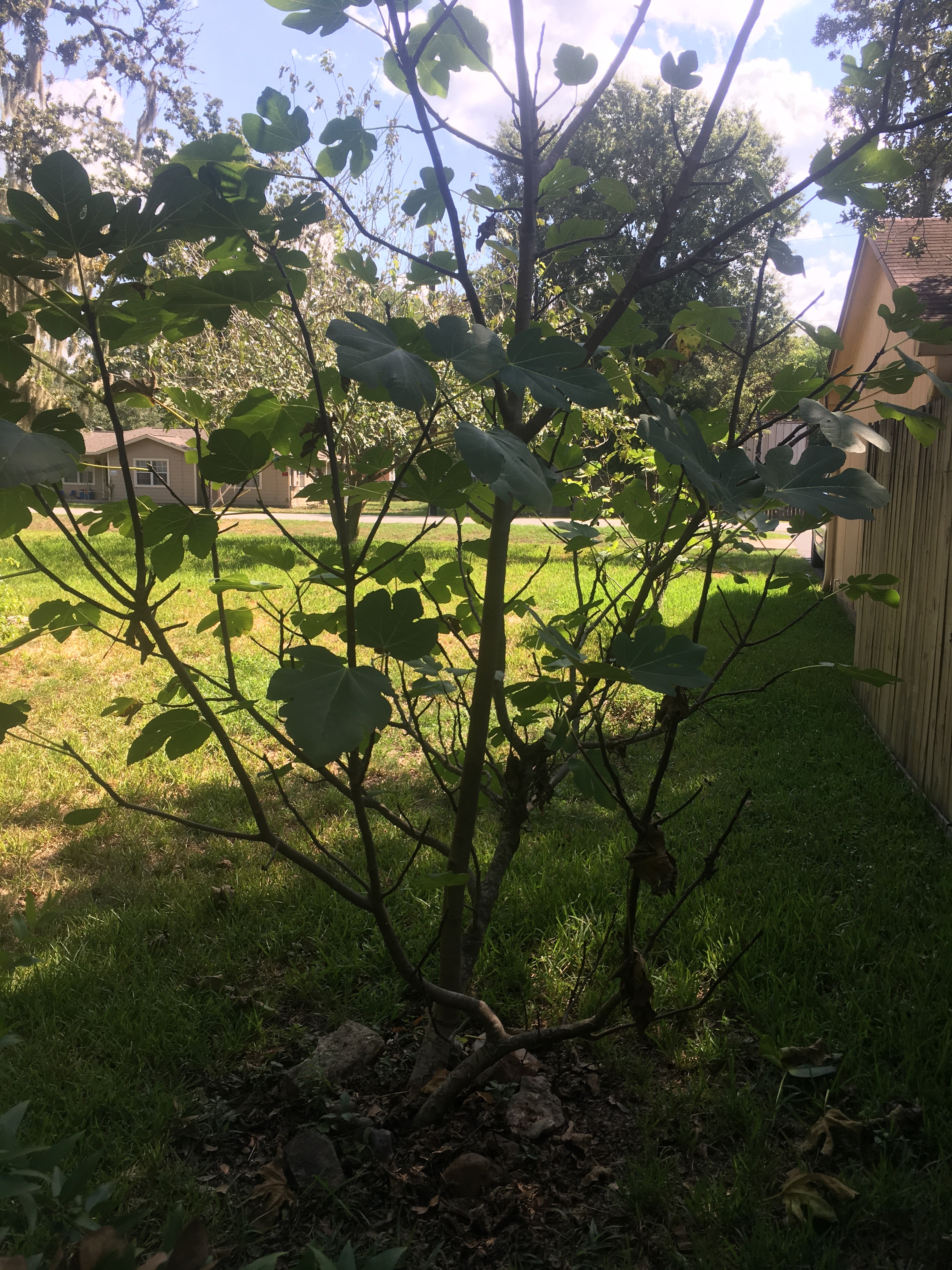 pic of fig tree at parent's house